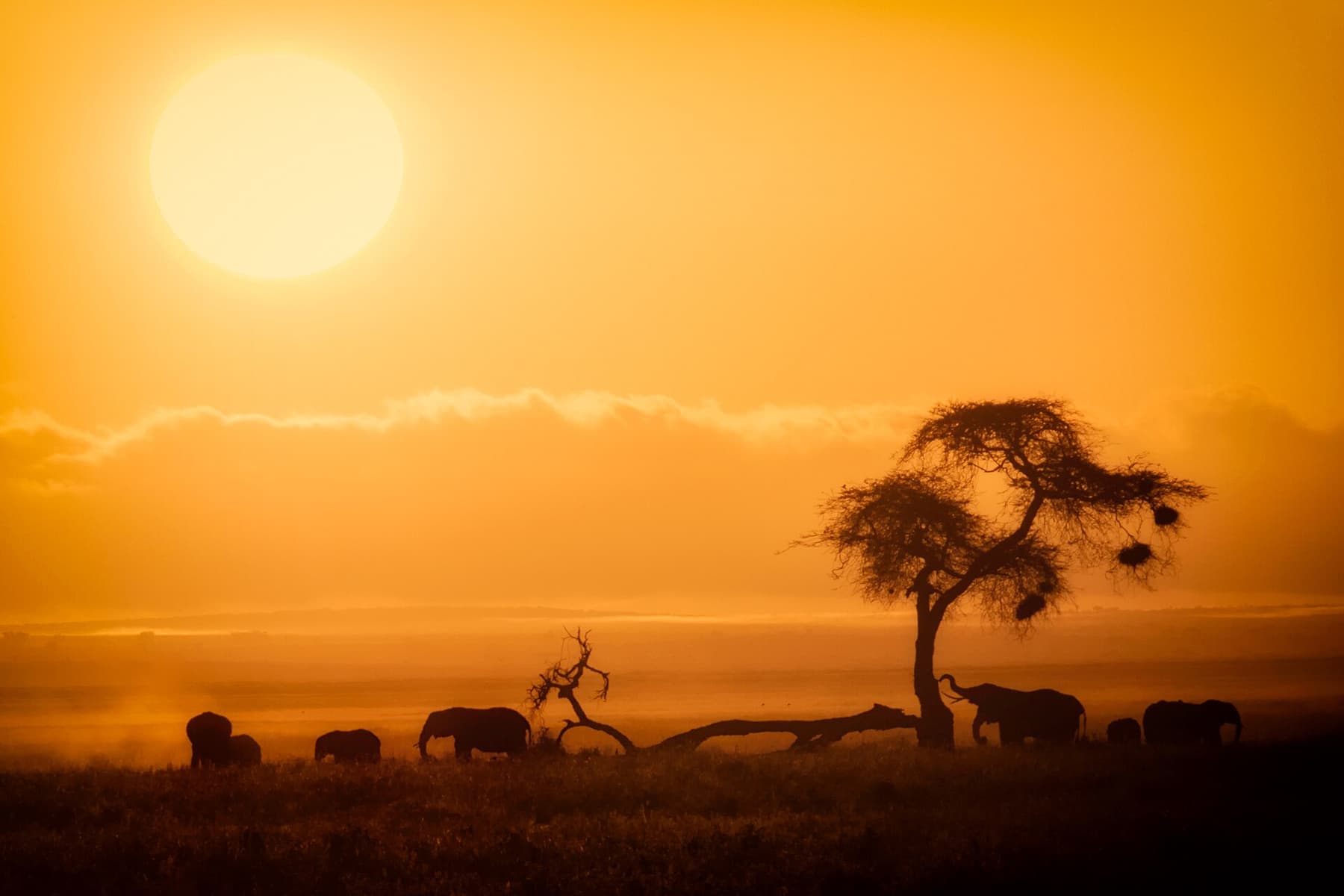 Acacia against a burning African sunset