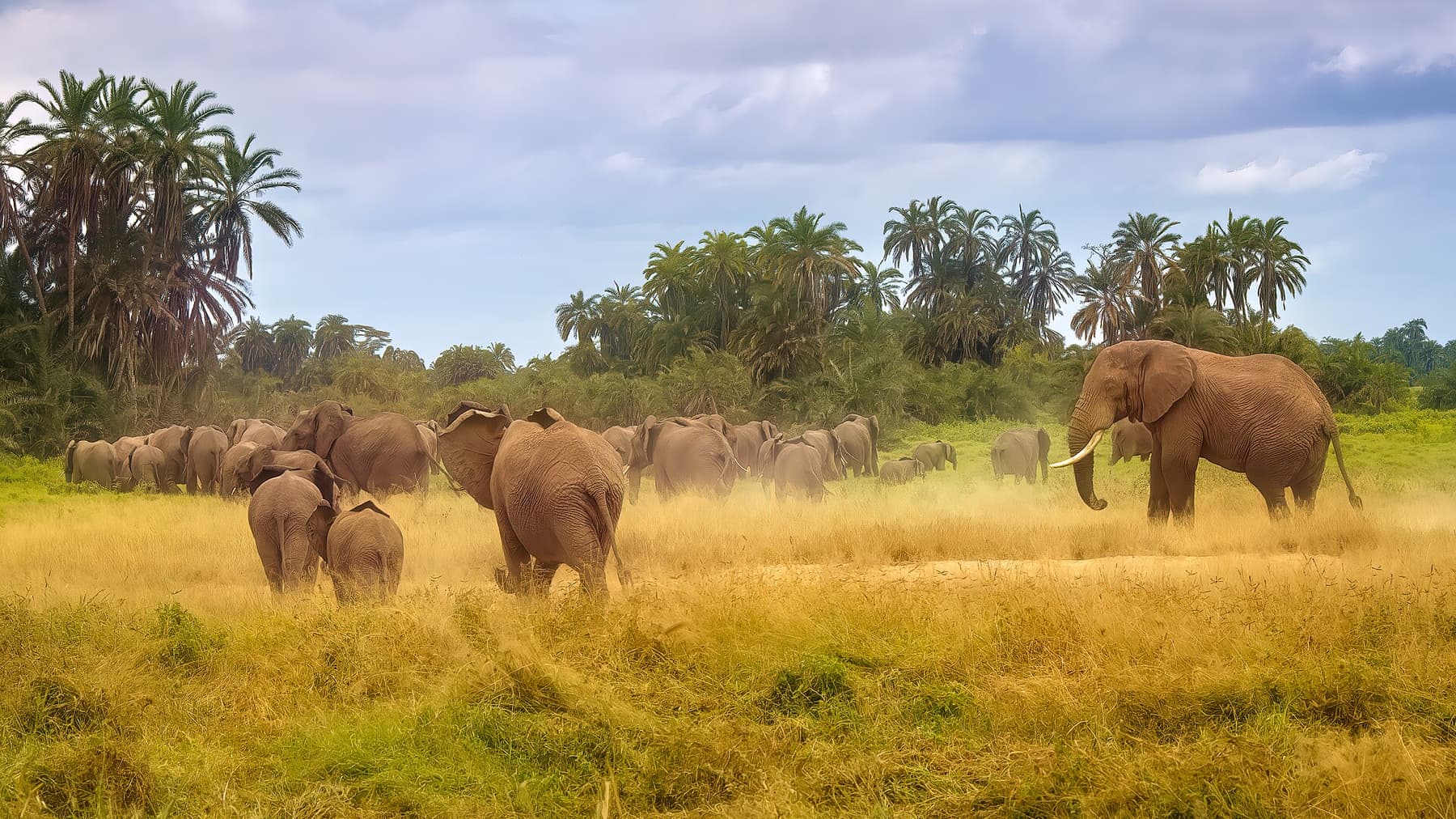 Elephant herd crossing the open plains of Amboseli National Park
