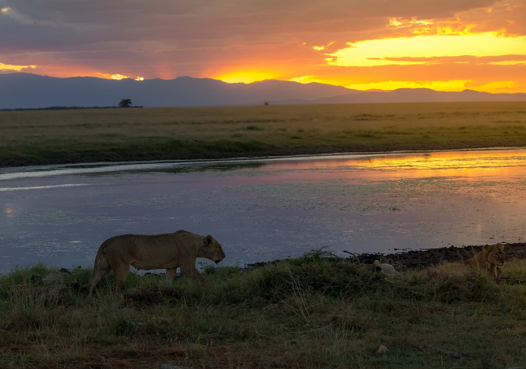 Elephant on the Amboseli pan at sunset