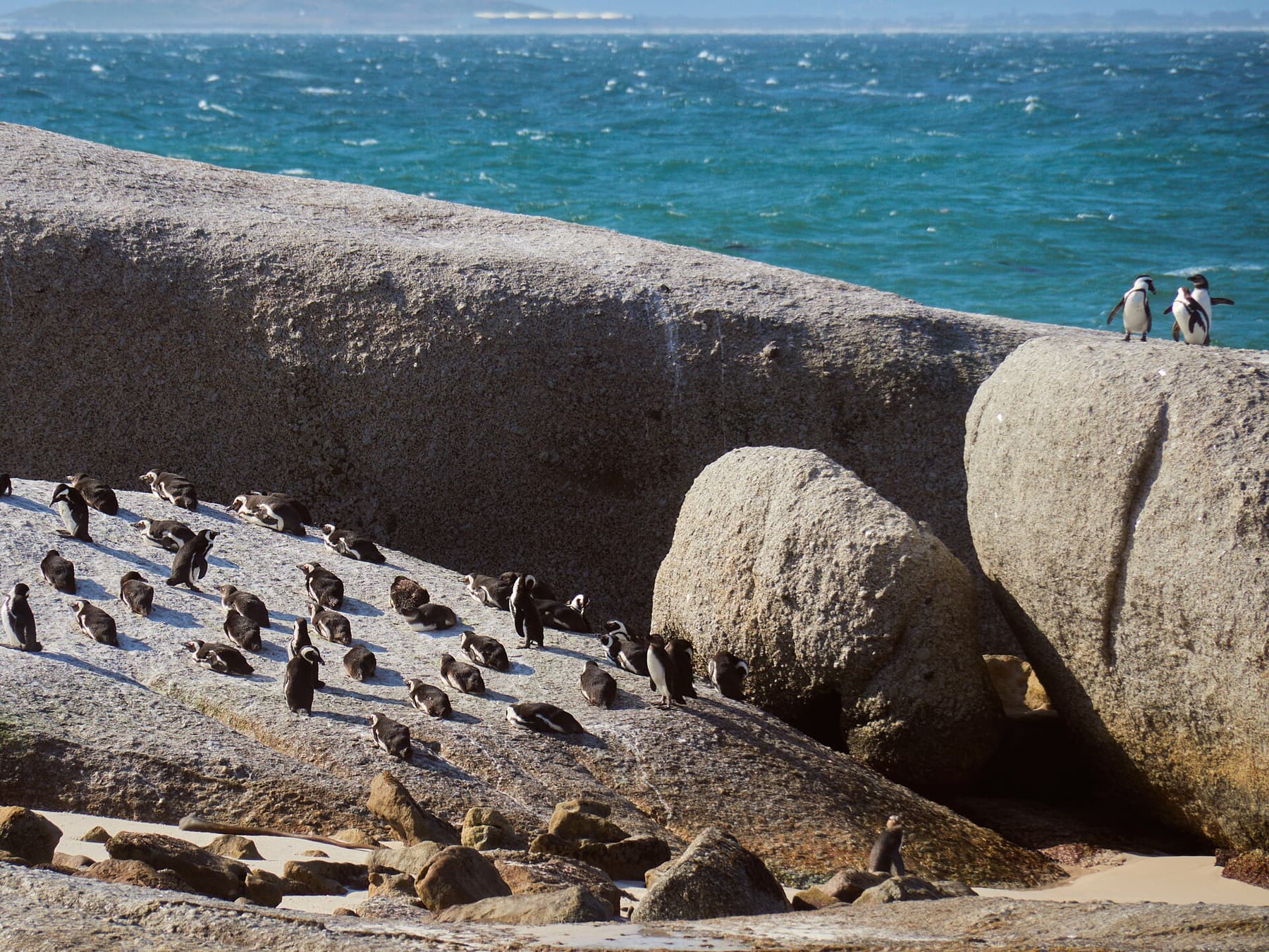 African penguins among the granite boulders at Boulders Beach