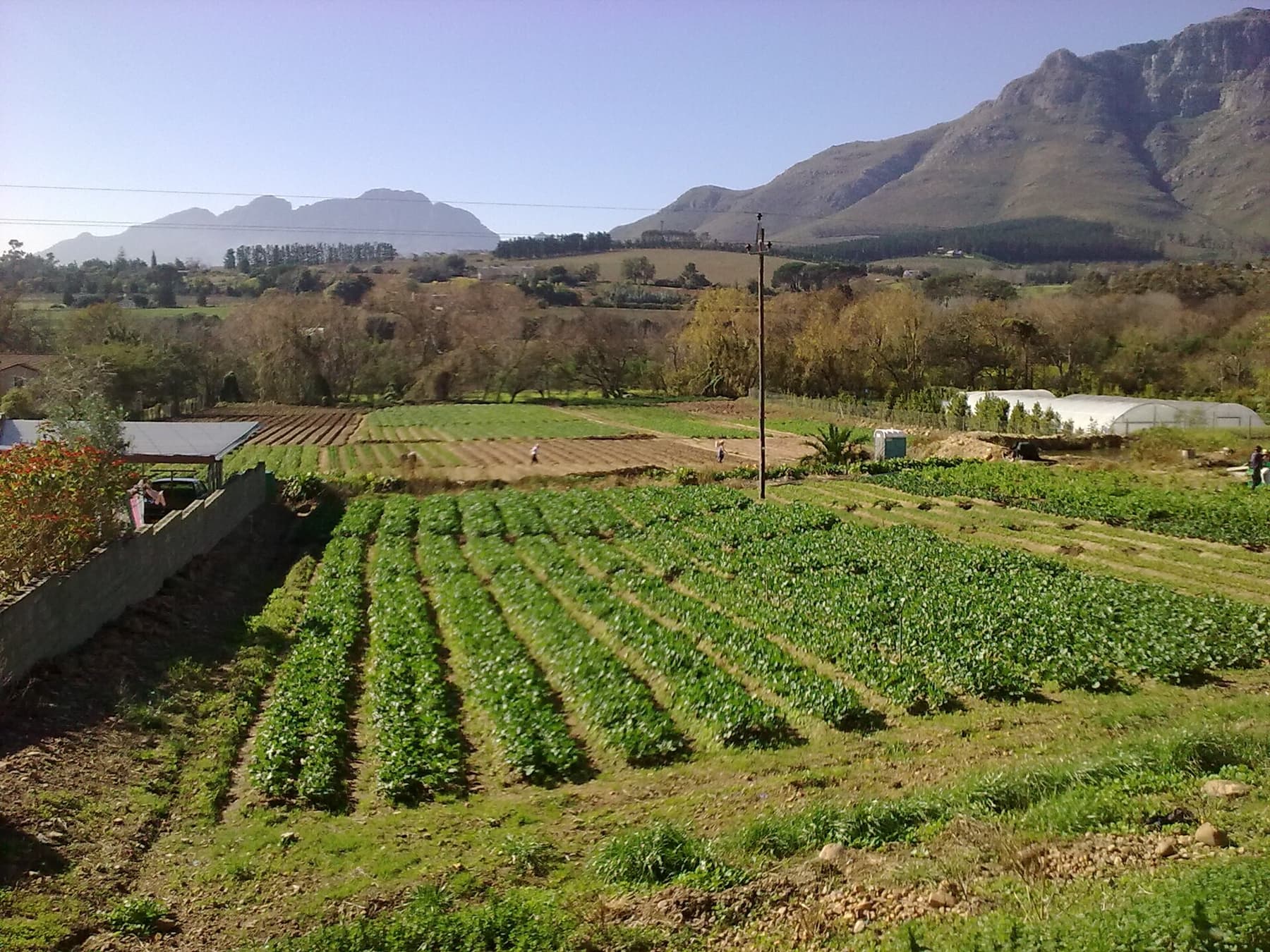 Vineyards of the Cape Winelands beneath the Simonsberg