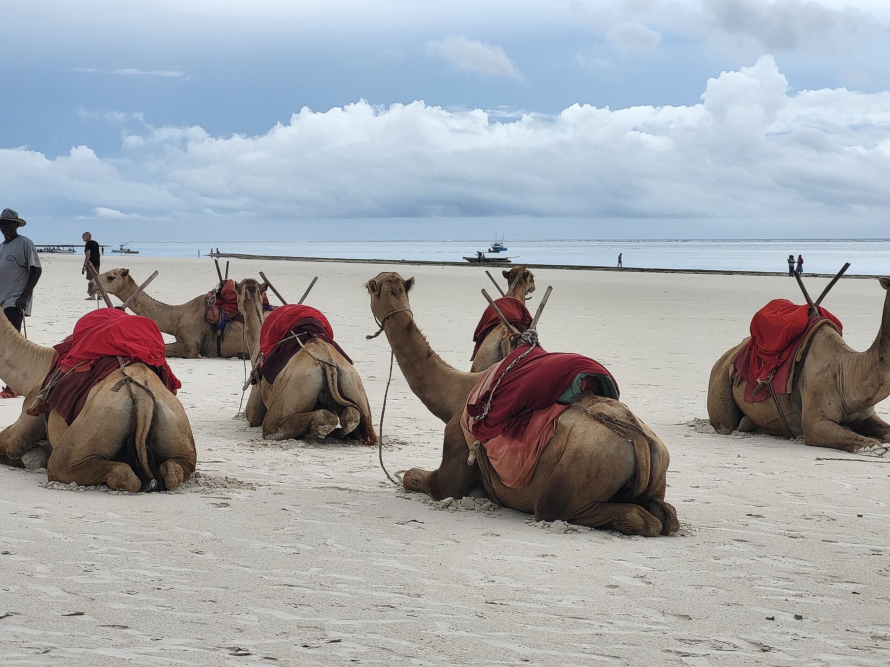 Camels walking along the sand at Diani Beach, Kenya