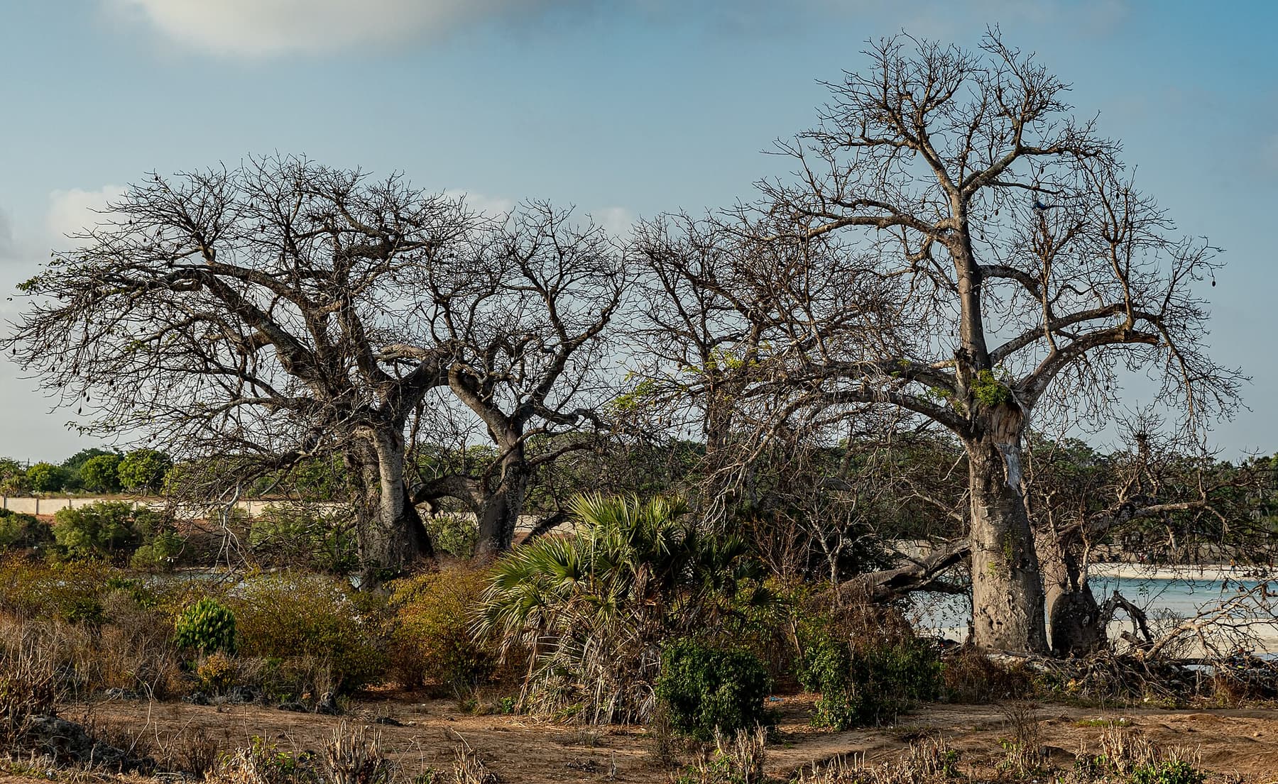 Baobab and coastal vegetation along the shoreline at Diani