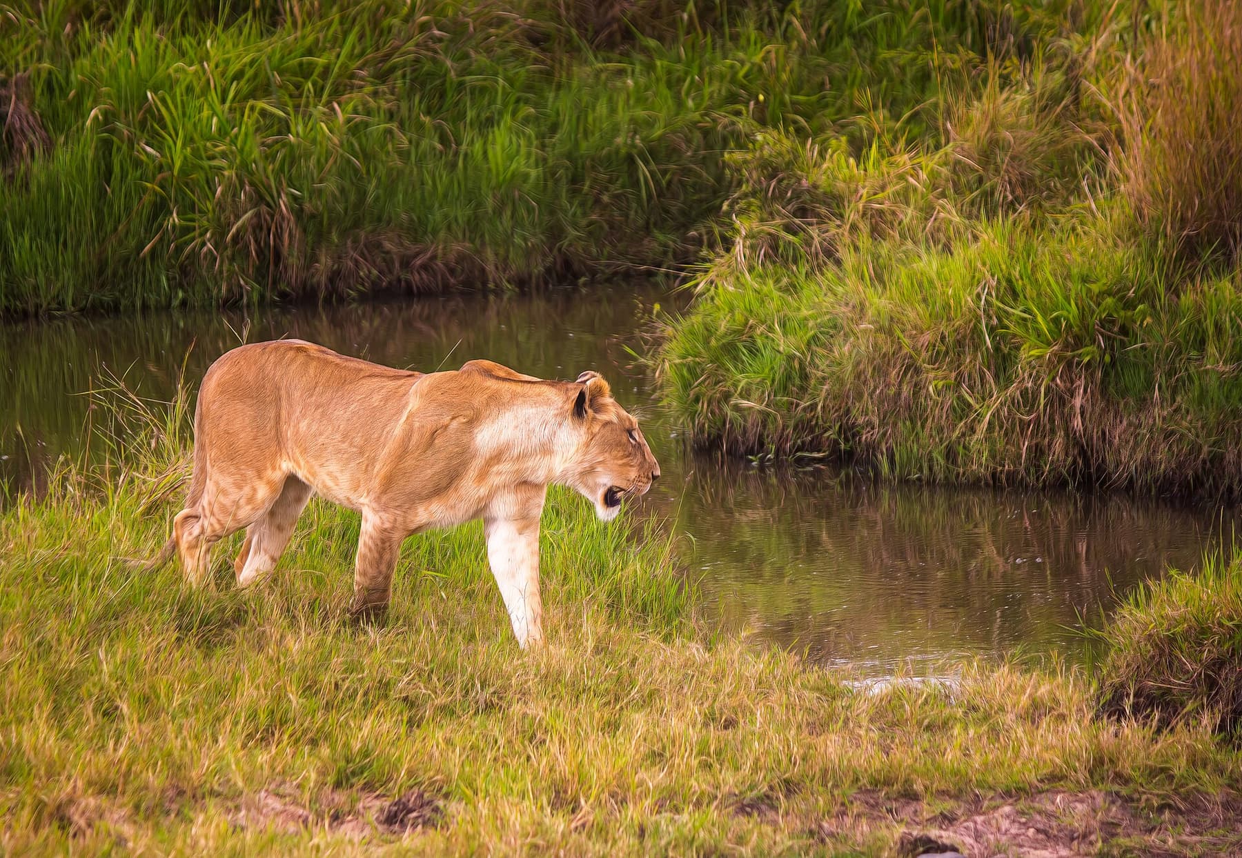 Lion photographed at first light in the Maasai Mara