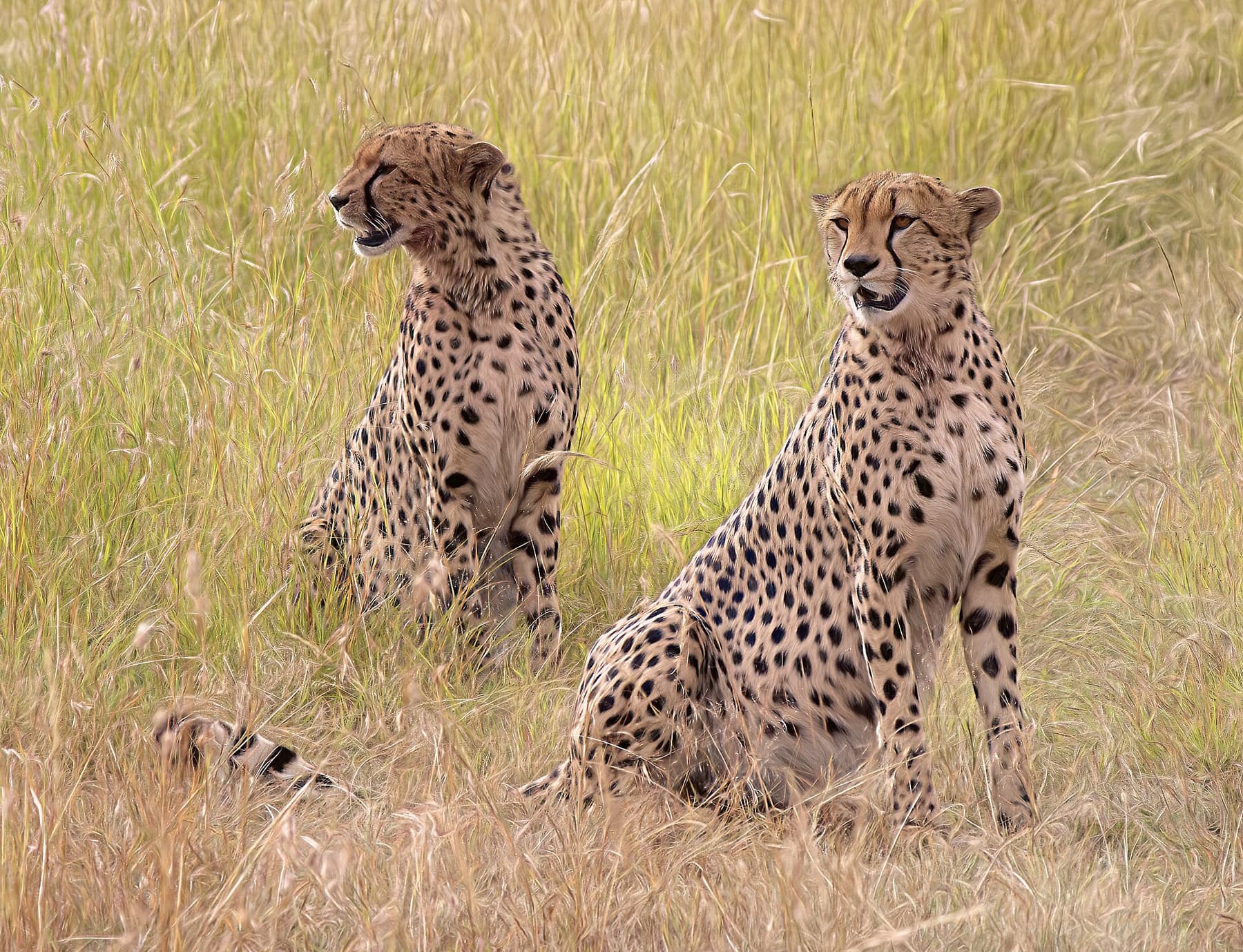 Cheetah coalition on the Mara plains