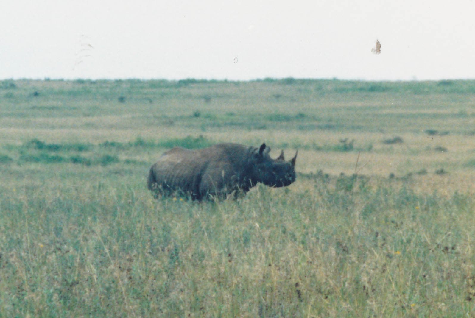 Black rhinoceros grazing at Lake Nakuru