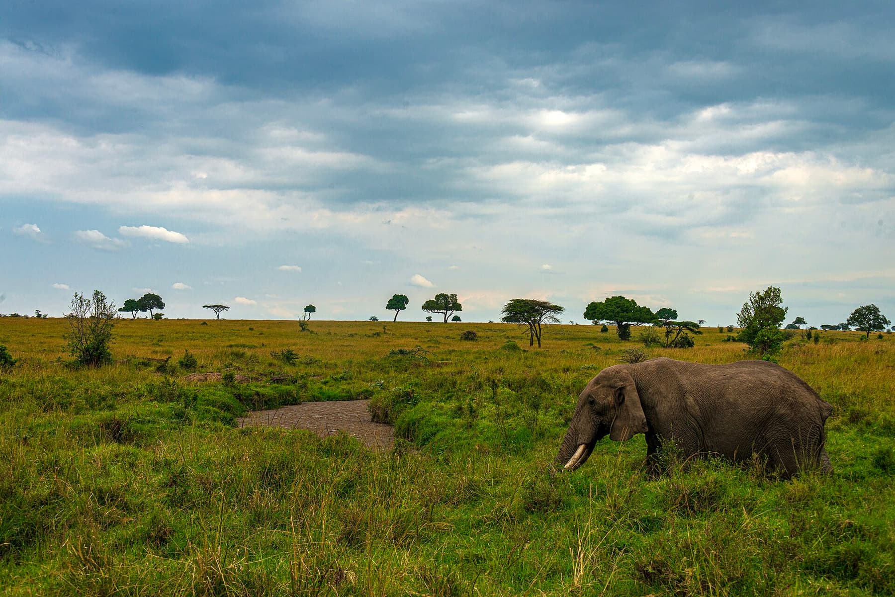 Elephant grazing on the wide Maasai Mara savannah