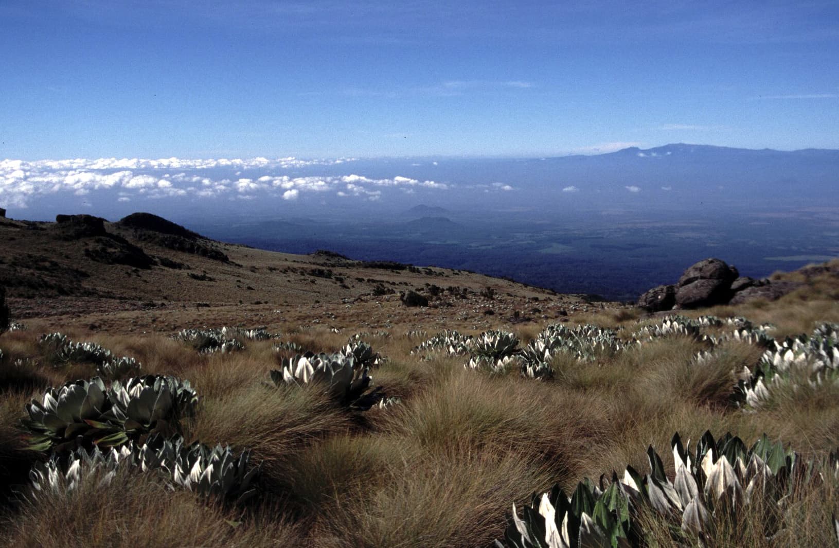 Afro-alpine moorland on the flanks of Mount Kenya