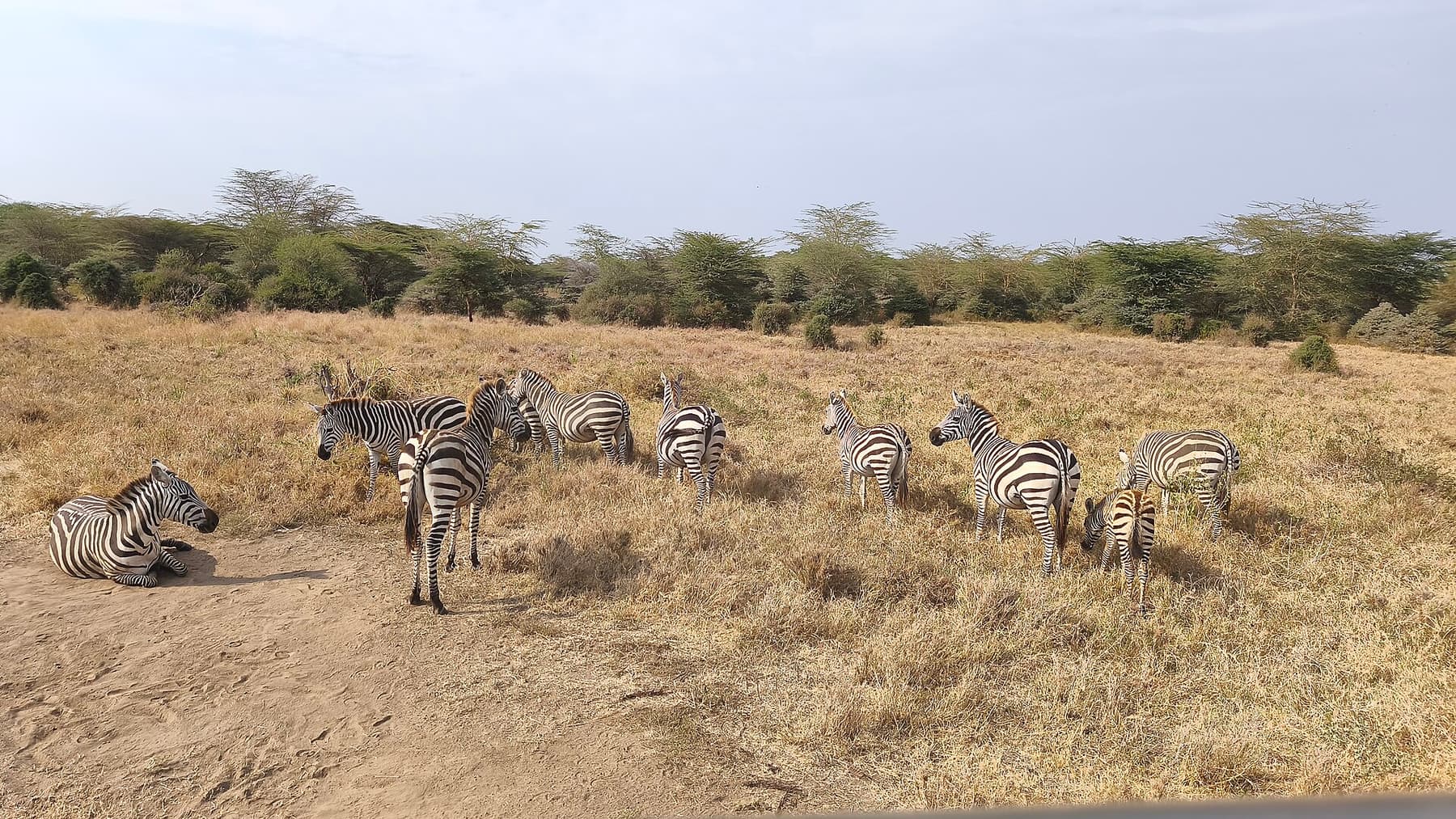 Zebra herd on the plains of Nairobi National Park