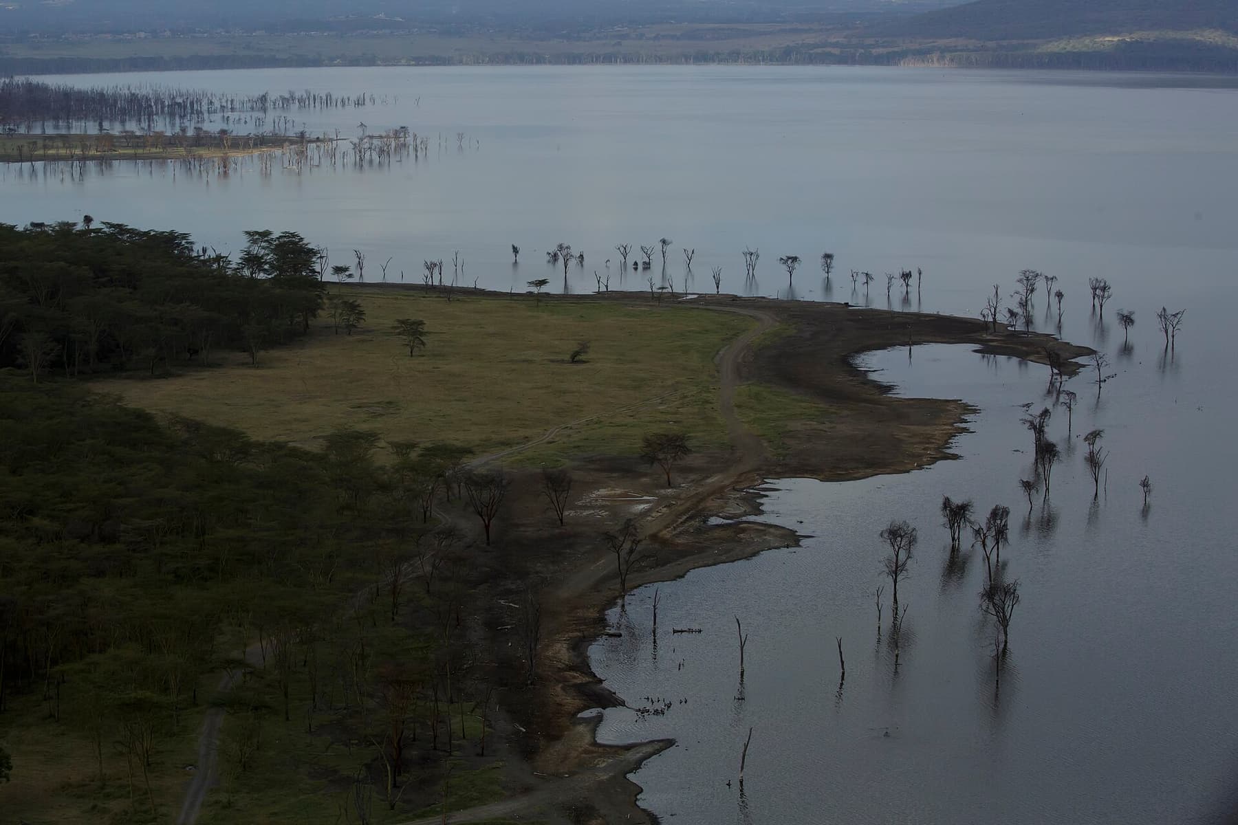 The drowned forest and soda flats of Lake Nakuru