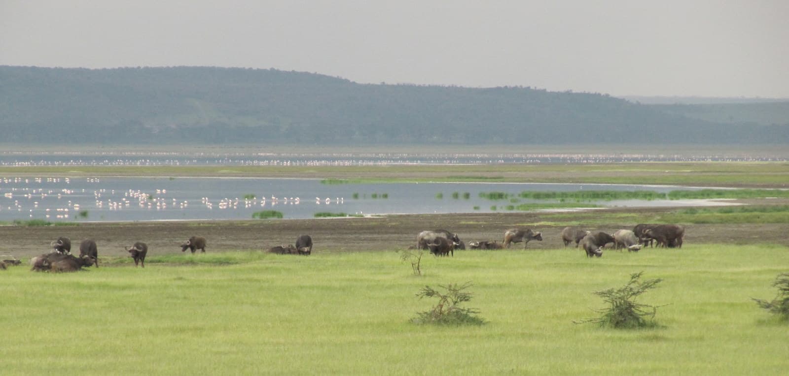 Buffalo and flamingos along the shoreline of Lake Nakuru