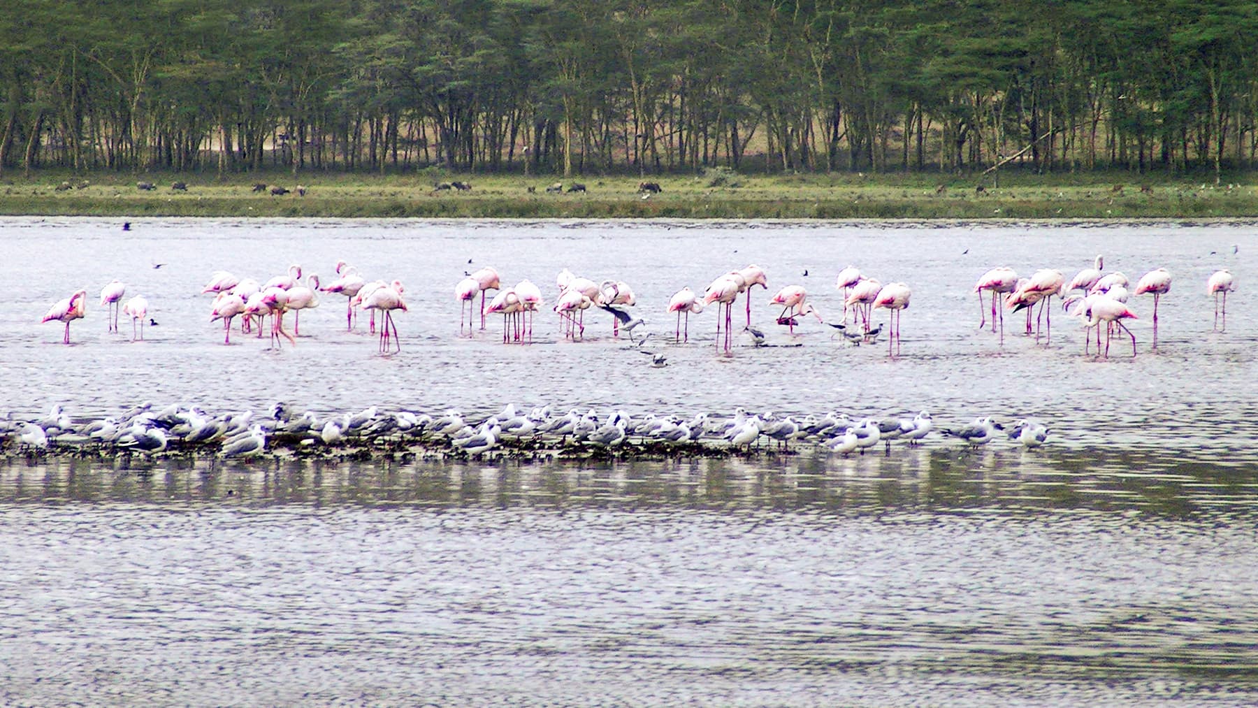 Thousands of flamingos wading in the shallows of Lake Nakuru