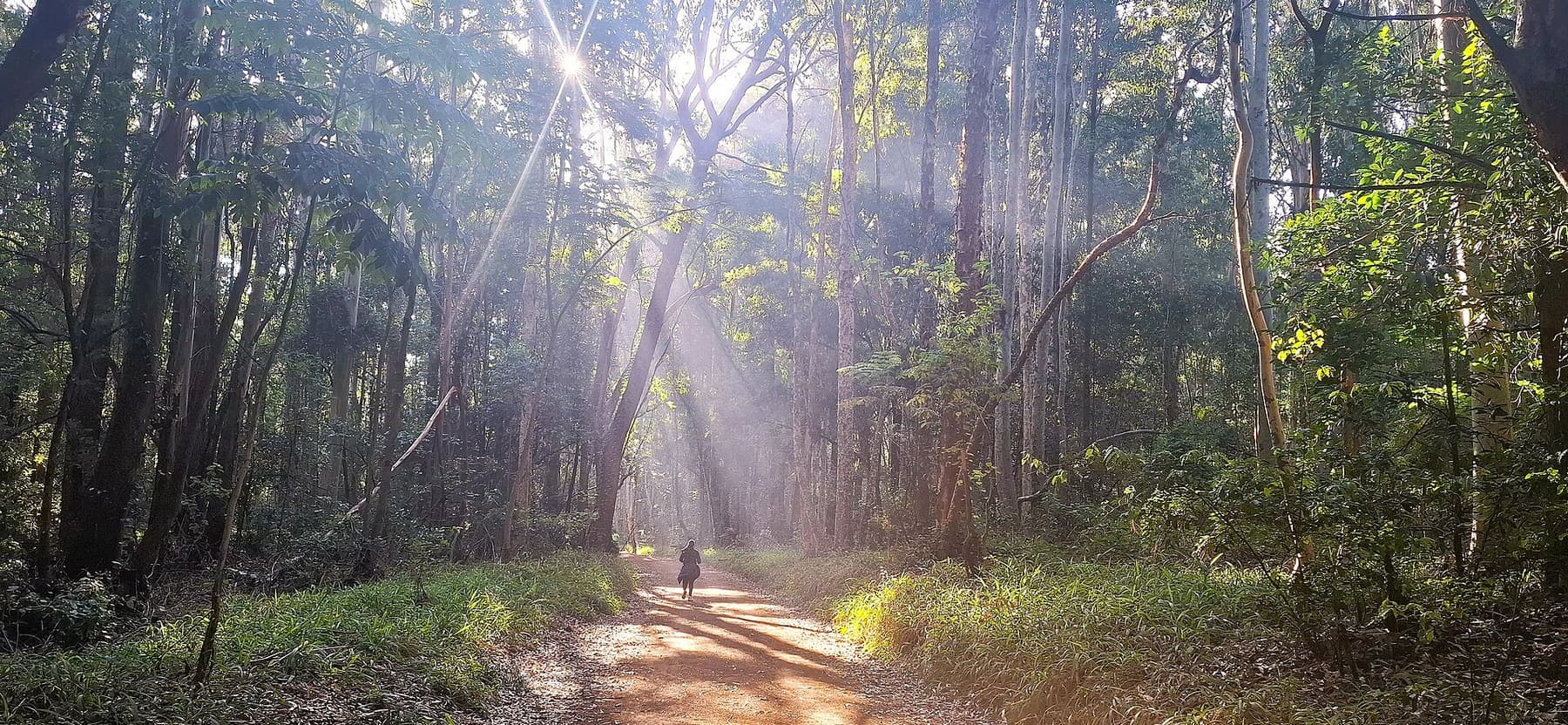 Sunlight breaking through the canopy of an indigenous Kenyan forest