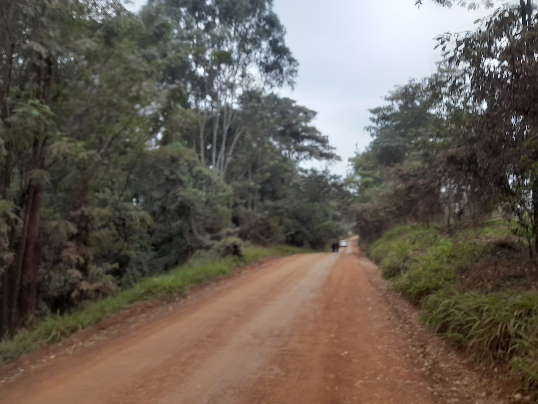 Forest trail winding between trees near Nairobi