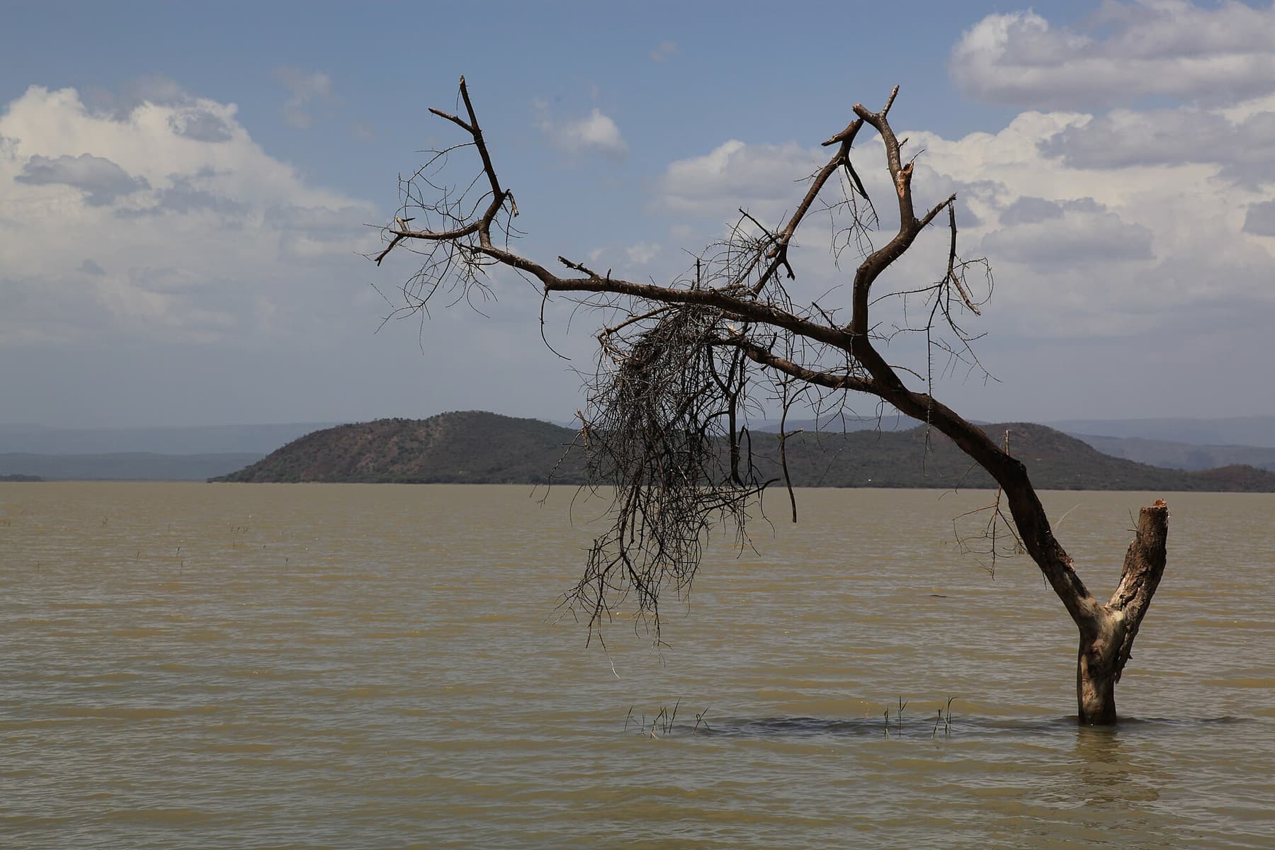 Bare tree standing in the shallows of a Rift Valley lake