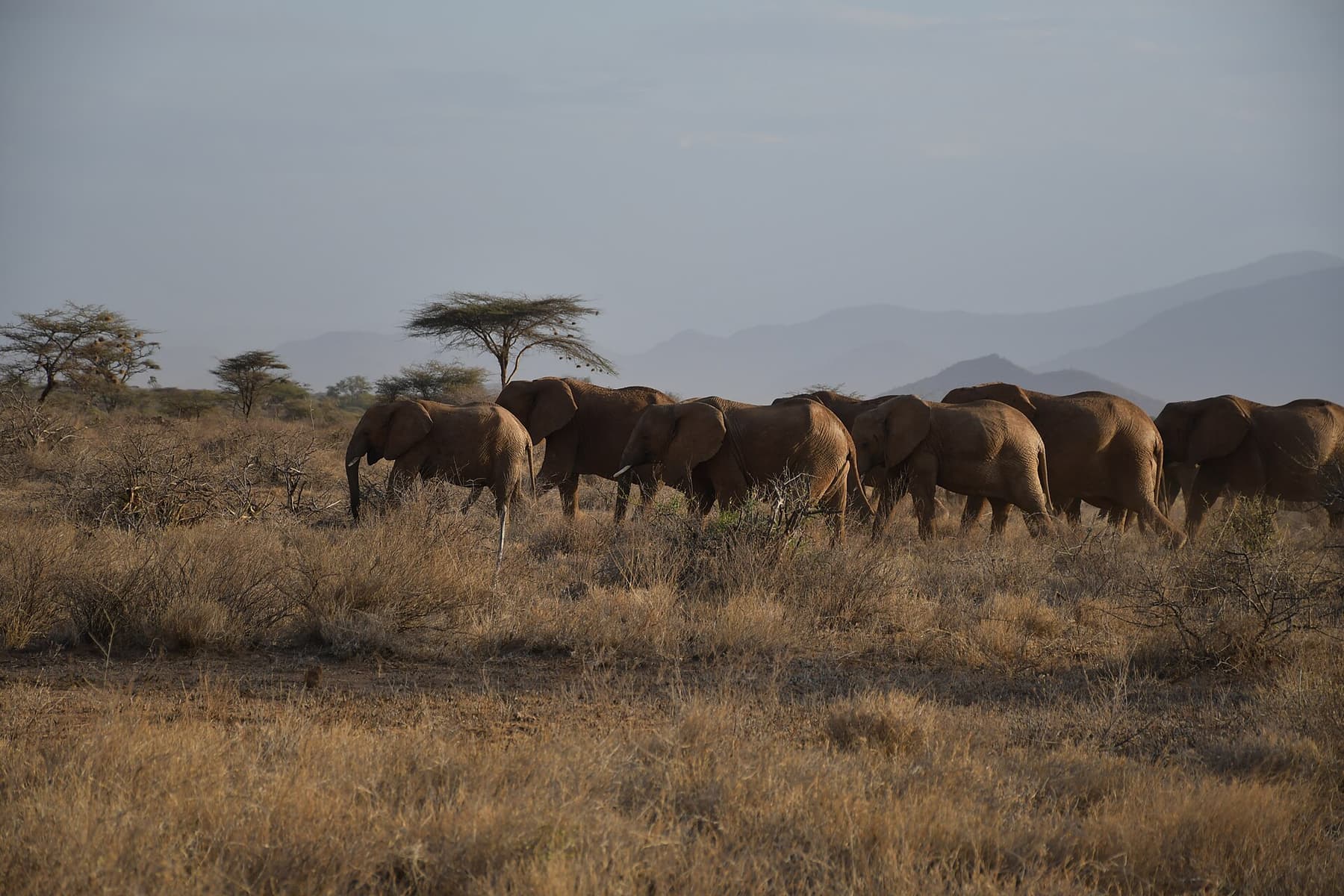 Plains game grazing in the dry Samburu landscape