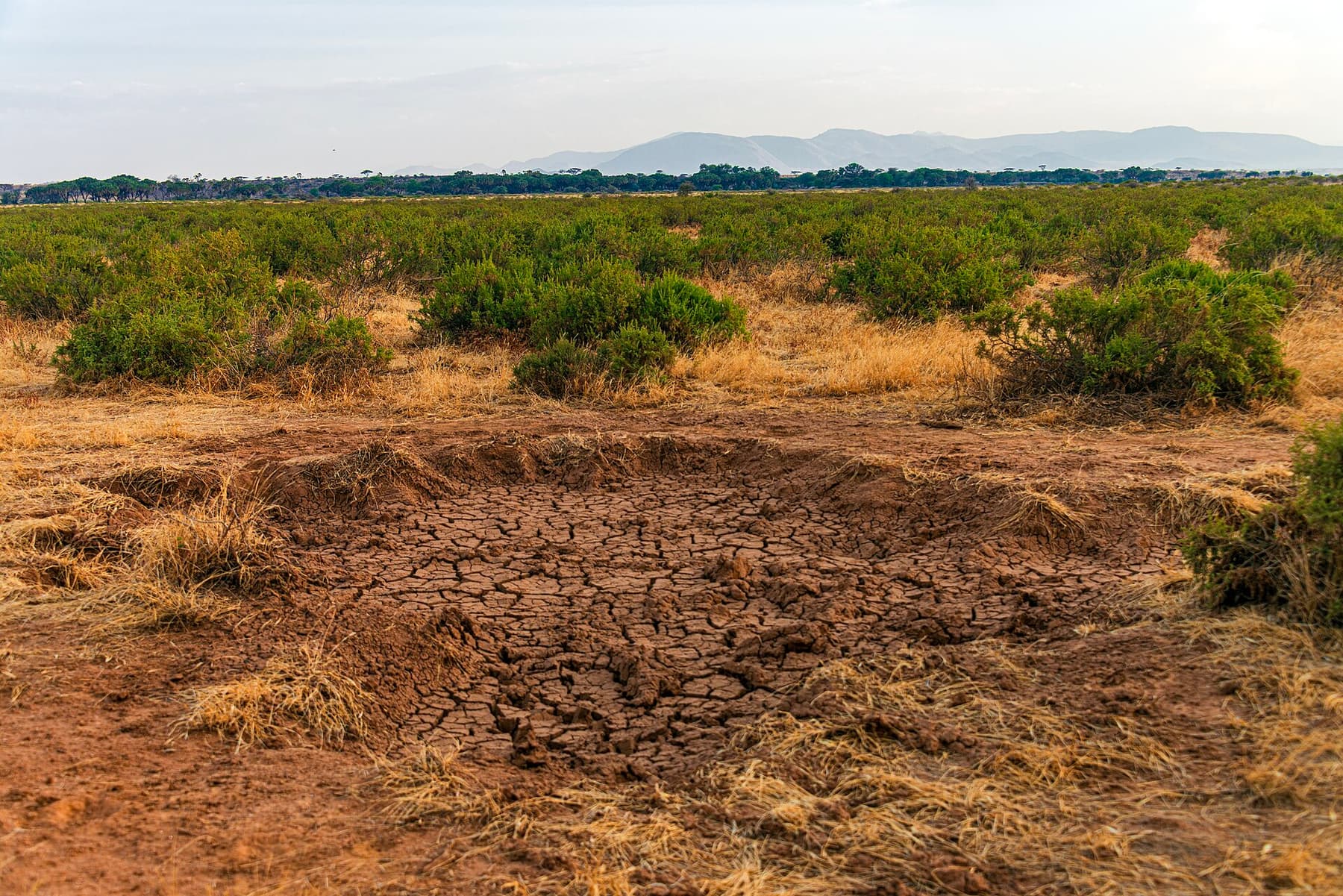 The semi-arid scrub and open country of Samburu