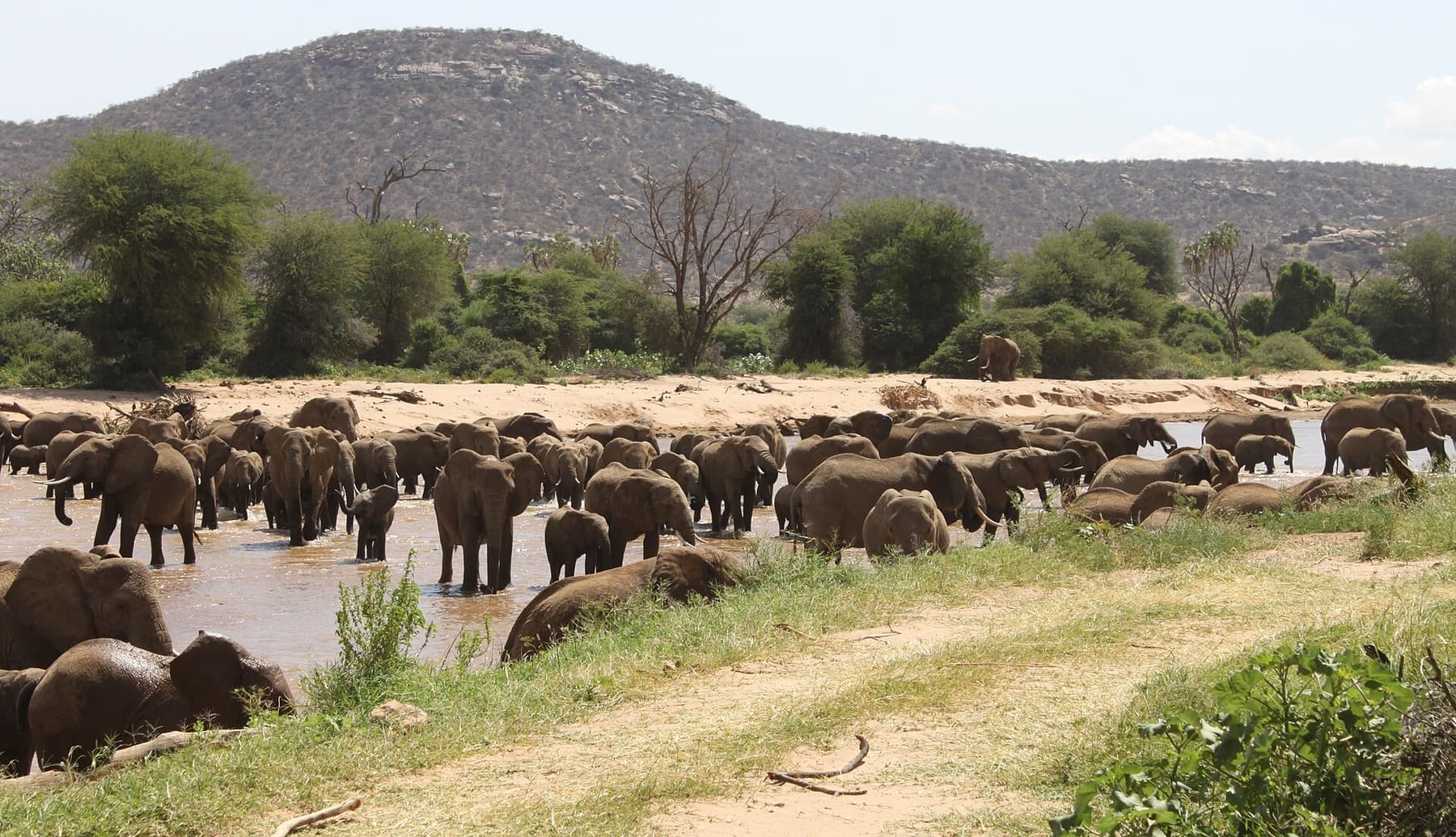 Elephants crossing the Ewaso Ng'iro river in Samburu