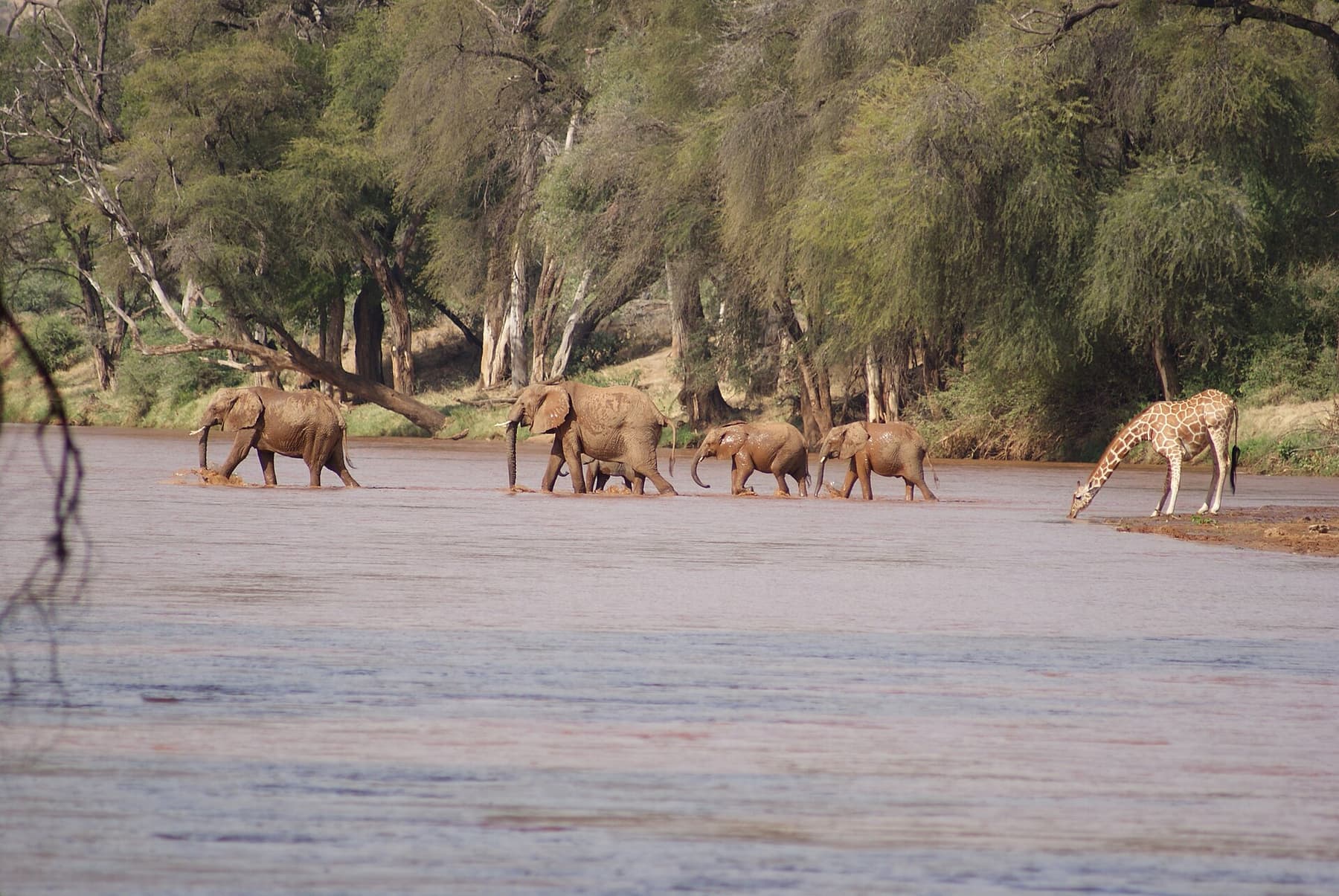 Elephants moving through the Samburu National Reserve