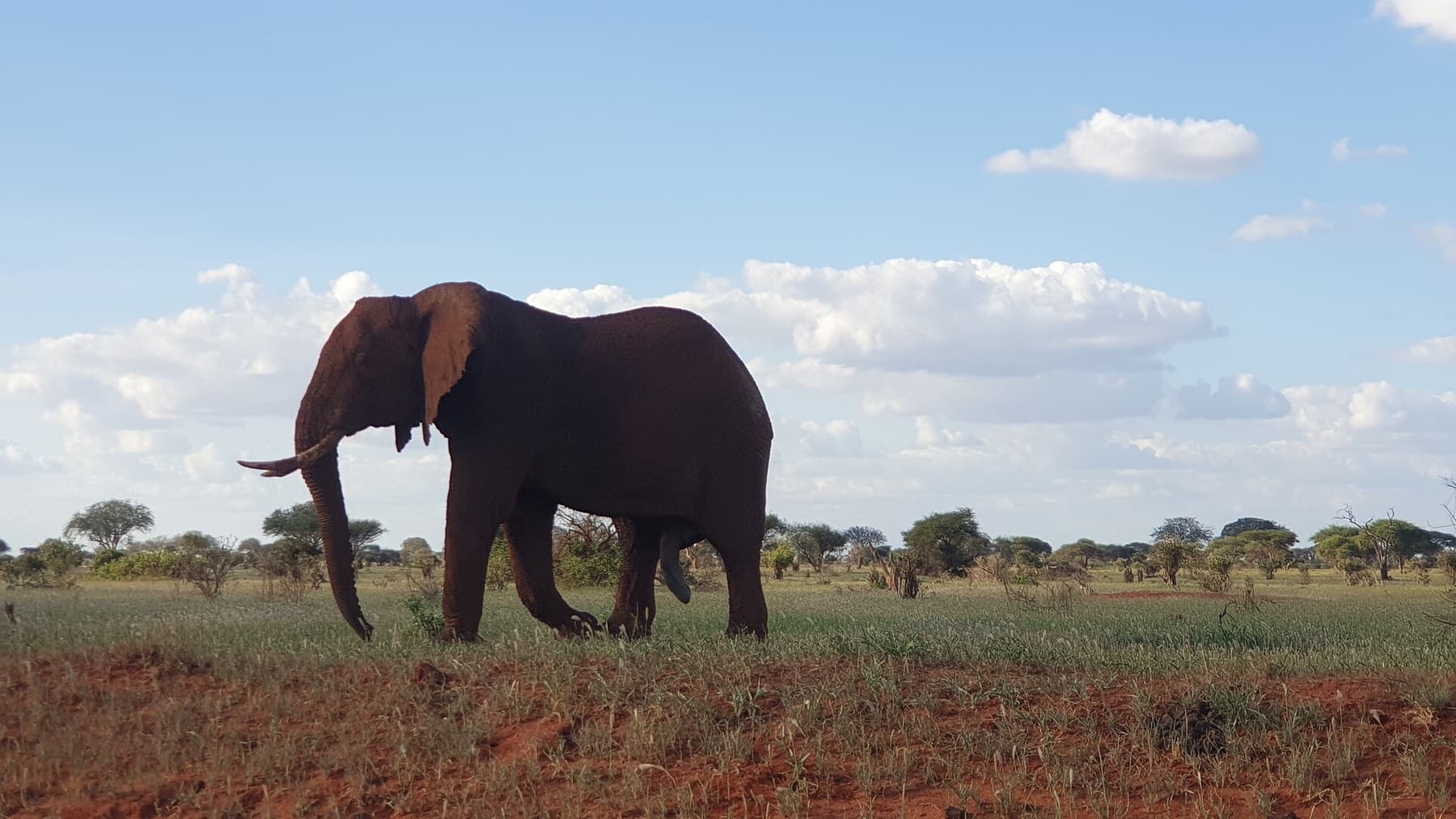 Elephant in the red dust of Tsavo East