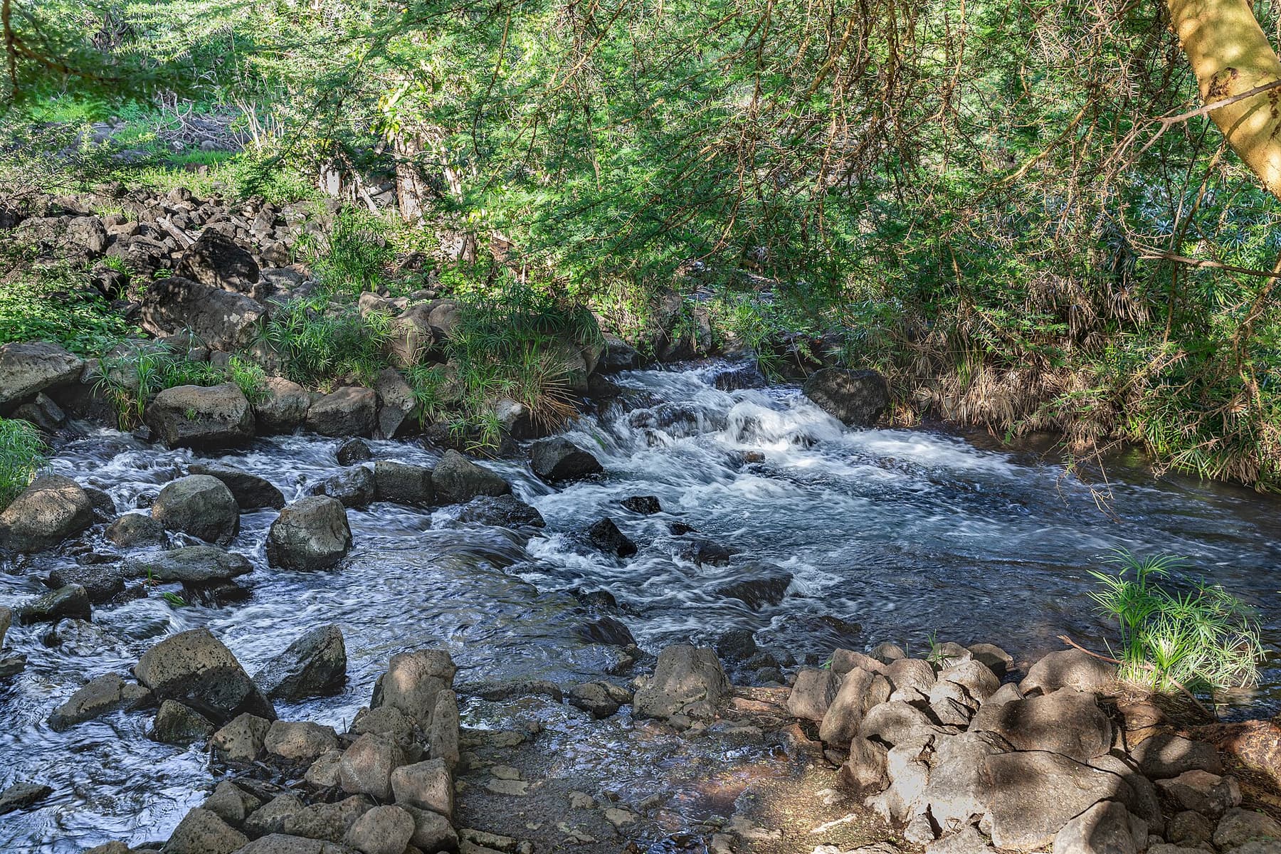 Spring water running through the rocks at Mzima