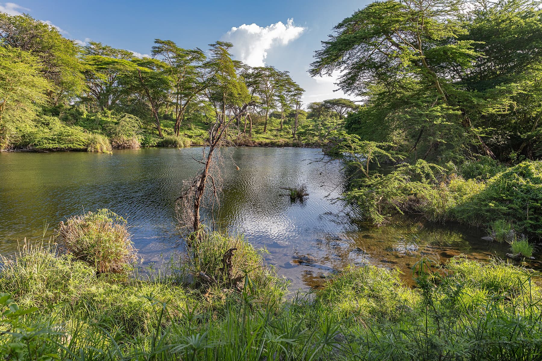 Palms and pools at Mzima Springs in Tsavo West