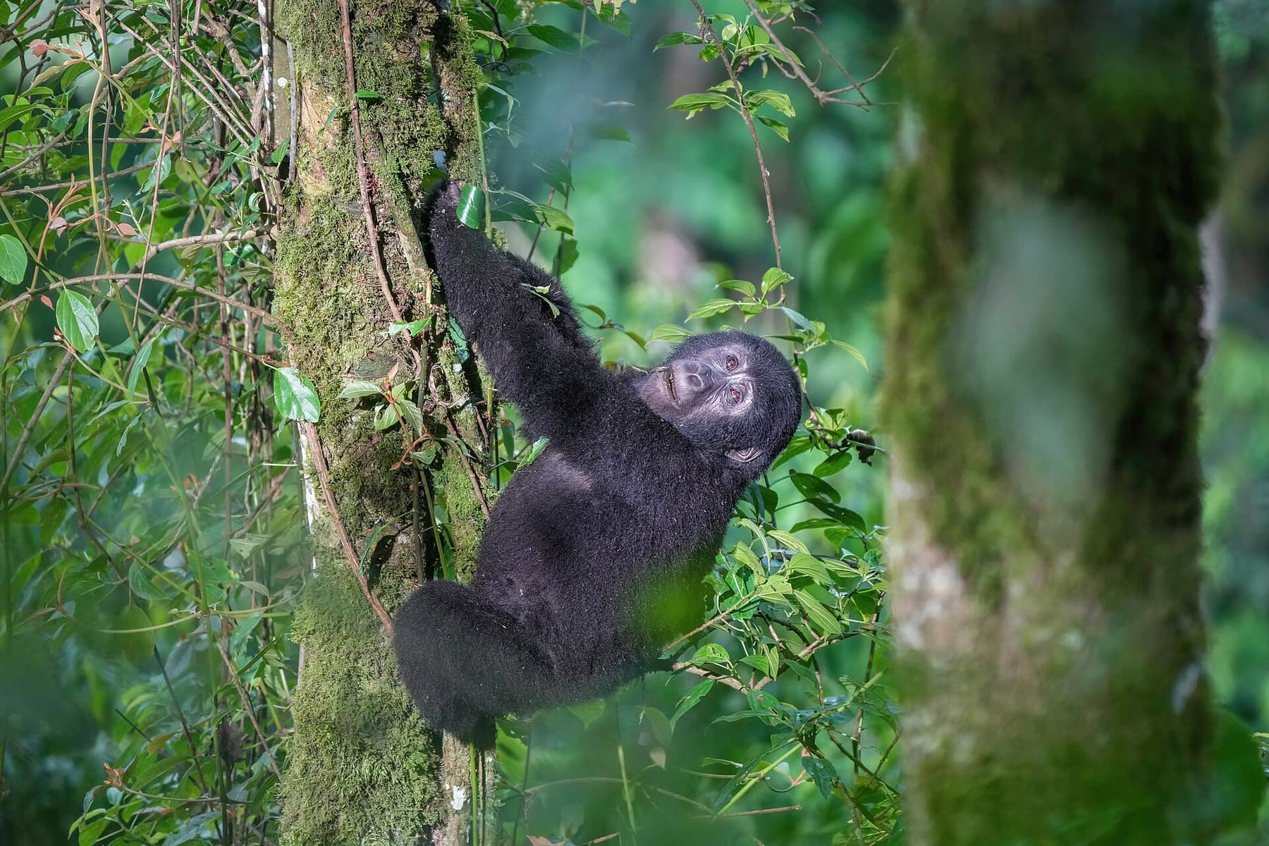 Mountain gorilla climbing a tree in Bwindi Impenetrable Forest