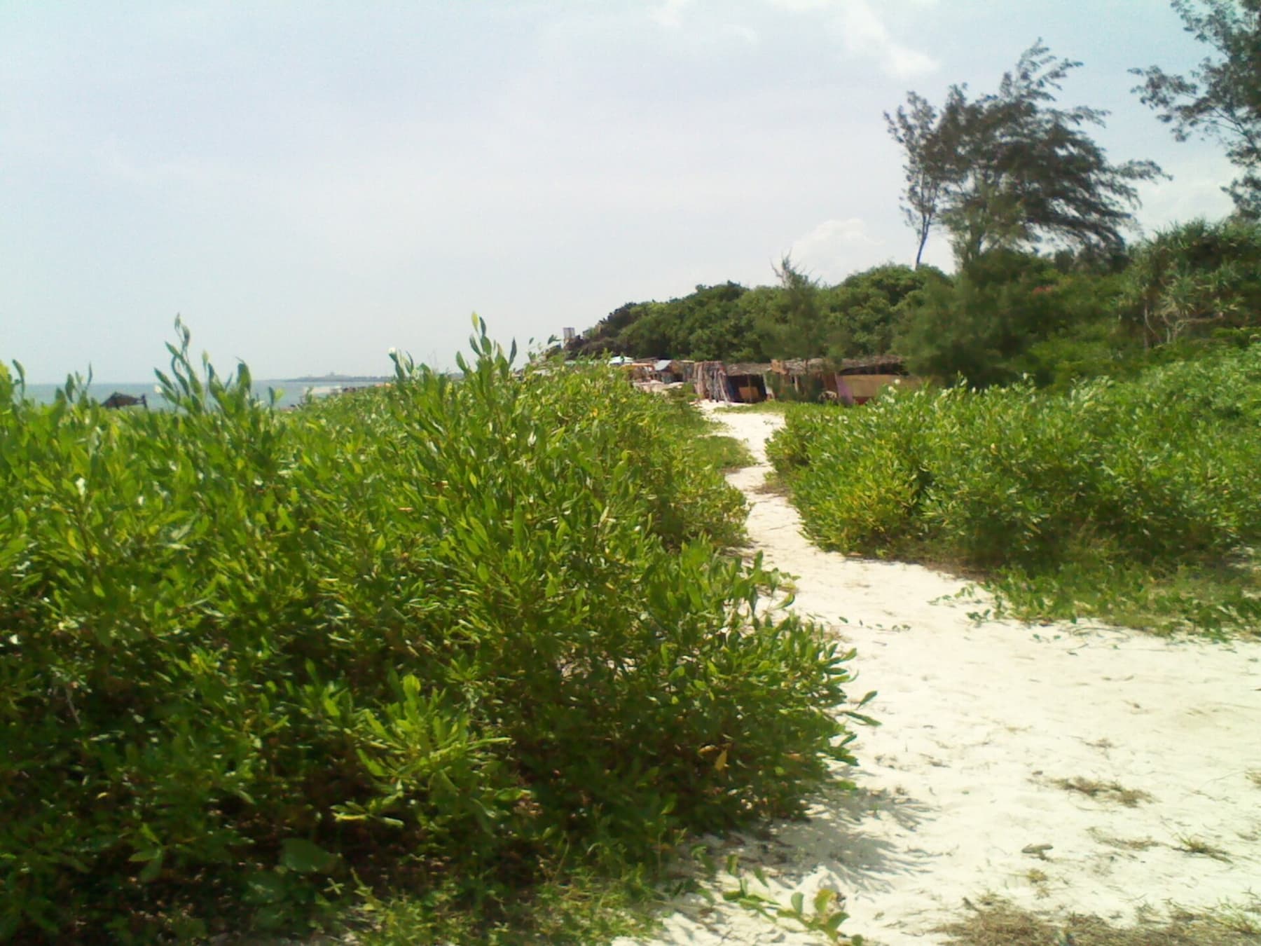 Coastal forest and white sand at Watamu, Kenya